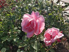 -廊坊文化艺术中心