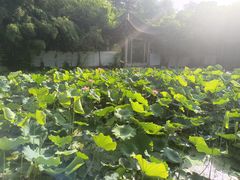 -莲湖公园