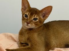 -小猫来了·猫咪专售(红山六九七九店)