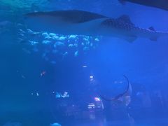 -烟台海昌鲸鲨海洋公园