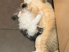 -帕帕拉兹宠物(亚洲旗舰店)