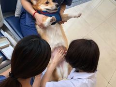 -菲尔斯特宠物医院