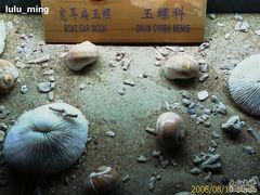 -亚龙湾中心广场·贝壳馆