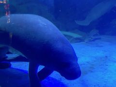 -烟台海昌鲸鲨海洋公园