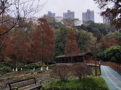 -重庆彩云湖湿地公园