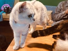 -李小姐の猫咖啡馆(五角场店)