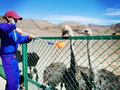 -新疆天山野生动物园