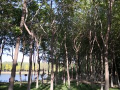 -大兴滨河森林公园