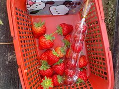 -喜杨洋草莓采摘园