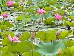 -大明宫国家遗址公园·御道广场