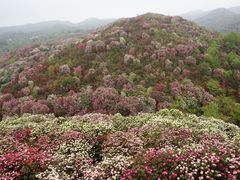 -贵州百里杜鹃风景名胜区