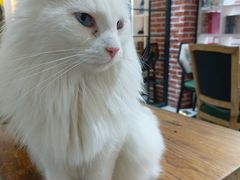 -猫小院猫主题餐厅(南锣旗舰店)