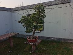 -扬州大运河文化旅游度假区·盆景园