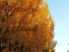 -天津东丽湖风景区