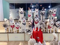 -Husky Go! 哈士奇体验馆·宠物咖啡厅狗咖