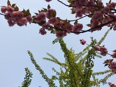 -阿水大杯茶(青岛大学店)