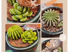 -鲜芋仙(国和店)
