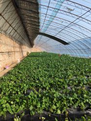 -蓝呗呗蓝莓草莓采摘园(通州区马驹桥店)