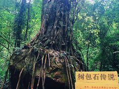 -莫里热带雨林景区