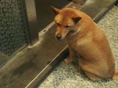 -星巴克(广州淘金路店)