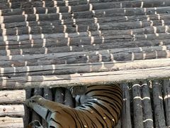 -青藏高原野生动物园