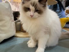 -滚猫咖啡·猫咖·猫友好撸猫(未来城店)