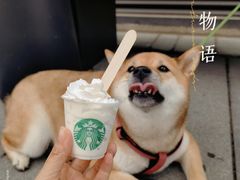 爪布奇诺宠物奶油-星巴克(苏州诚品店)