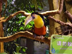 -正佳雨林生态植物园