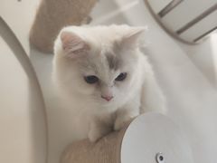 -楼上猫咖(罗湖店)