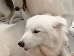 -毛绒耶耶撸宠馆·猫咖·狗咖·荷兰猪咖