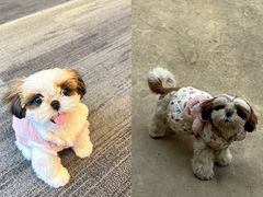 -帕帕拉兹宠物(亚洲旗舰店)