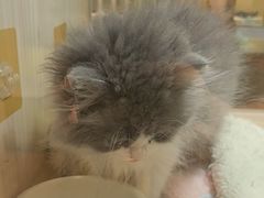 -屋虎猫馆(宝安大仟里店)