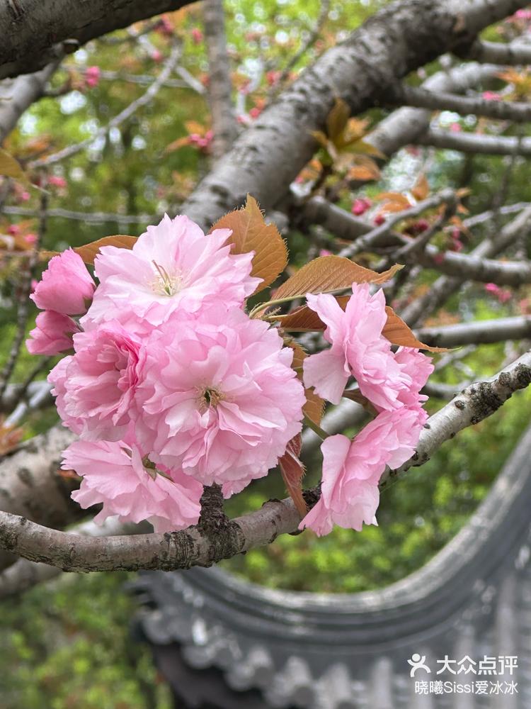 真正的粉色樱花可惜今天又要下雨啦