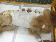 -中农大我爱我爱24h动物医院·中医针灸·猫专科·骨科医疗中心(双井店)