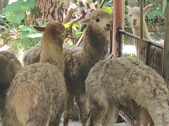-深圳野生动物园