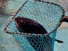 -鱼痴渔醉·食鲜集(汉口江滩店)