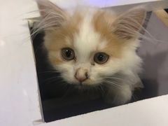 -平行世界·猫咖(首经贸店)