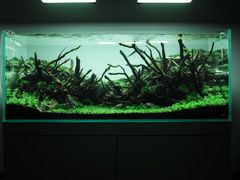 -ADA自然水景世界