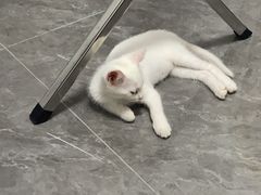 -宠爱国际动物医院·疑难骨科·心肾内科·皮肤科(太阳宫店)