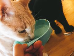 -猫咖时代(中山亭店)