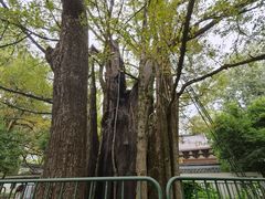 -西湖风景区十里琅珰-五云山