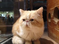-more than meow吴止猫主题餐厅(承德 中船汇店)