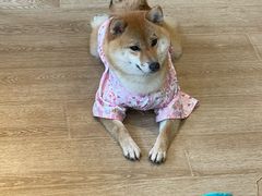 -南京Hallo宠物乐园·哈罗犬舍·柴犬繁育基地