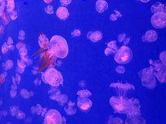 -福州罗源湾海洋世界旅游区