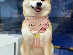 -FAELING PETS美天灵宠物(富力广场店)