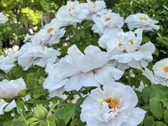 -洛阳市隋唐城遗址植物园