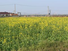 -上海佘山国家森林公园天马山园