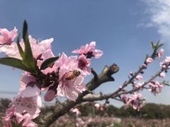 -南汇桃花村