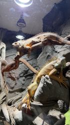 -Zoolung Zoolung动物主题公园(海信广场店)