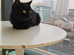 -怪兽屋·羊驼·猫咖·狗咖(俊华广场店)